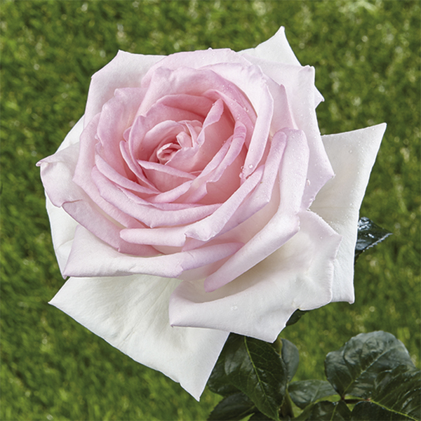 Rosas arbustivas de parque