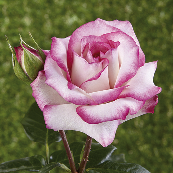 Rosa trepadora