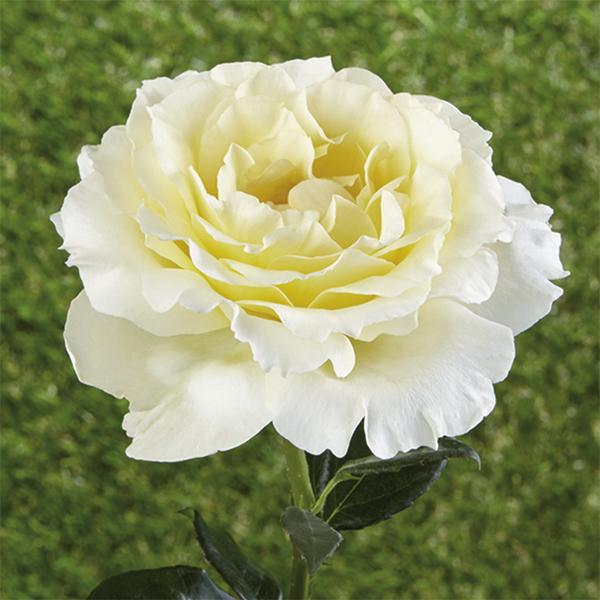 Rosas cubresuelos